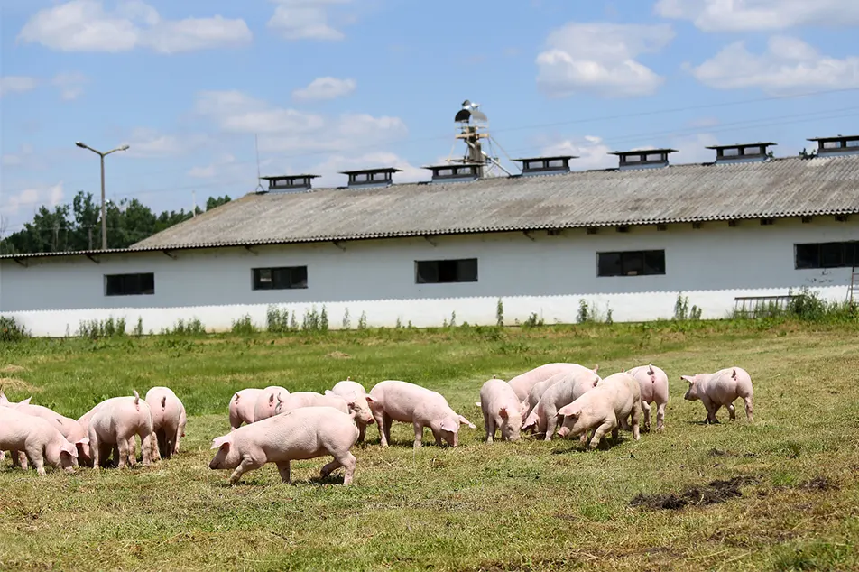 Ferma de porci moderna putin nu aceste 6 echipamente de porci