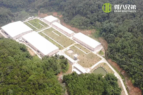 ãSistem de hrănire cu lichidãGuangdong Zhaoqing 20000 de îngrășare 10000 de înțărcare fermă de porci.