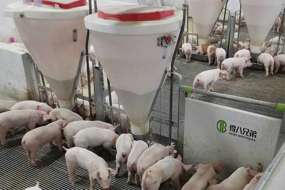 Cum să alegi hrana potrivită pentru porci pentru ferma ta de porci: un ghid cuprinzător de la Deba Brothers®