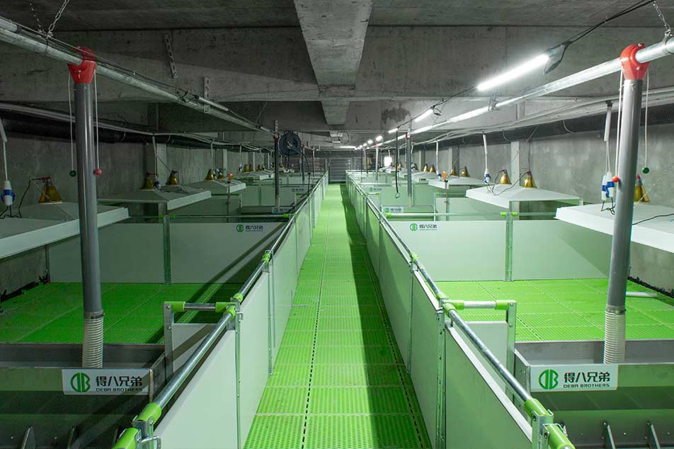 Îmbunătățiți confortul și eficiența porcilor cu pardoseala din plastic pentru porci