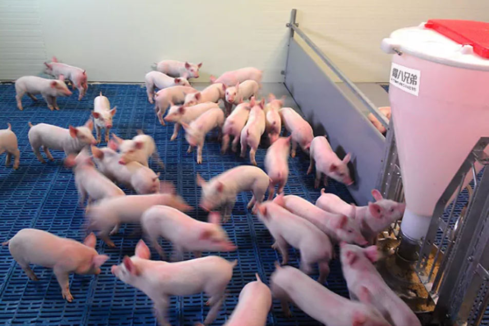 Alimentator umed uscat din plastic: o soluție inovatoare pentru aprovizionarea eficientă cu furaje