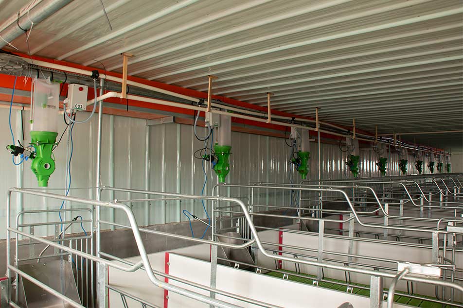 Distribuitor de sistem de hrănire: Abordarea nevoilor de hrănire a fermei de porci