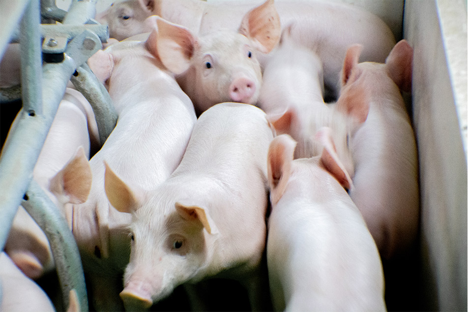 Welsafe Farrowing Crate: Creșterea bunăstării porcilor în managementul fătării
