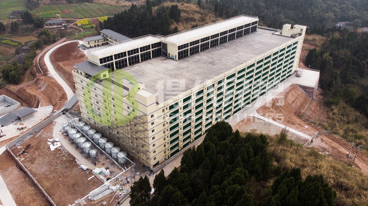 Cum să îmbunătățiți calitatea mediului în designul modern al fermei de porci