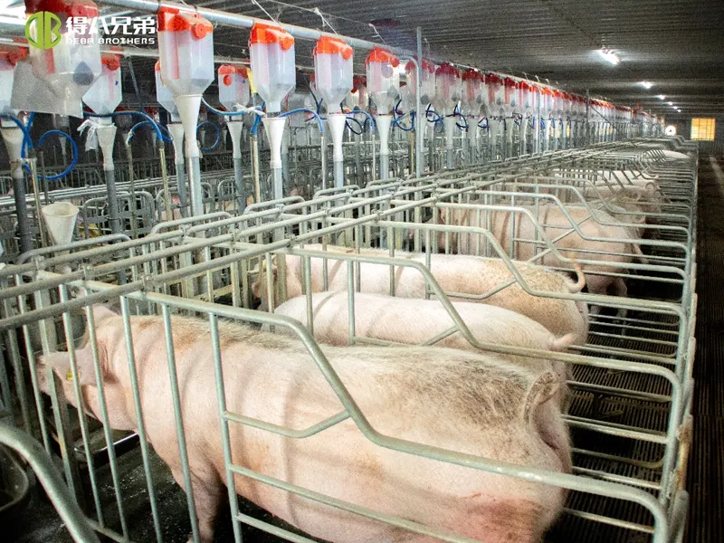 Gestionarea ventilației casei de porci: de la greșelile comune la soluții științifice – un ghid cuprinzător