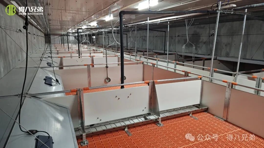 Prevenirea și gestionarea stresului termic în fermele de porci pe vreme caldă