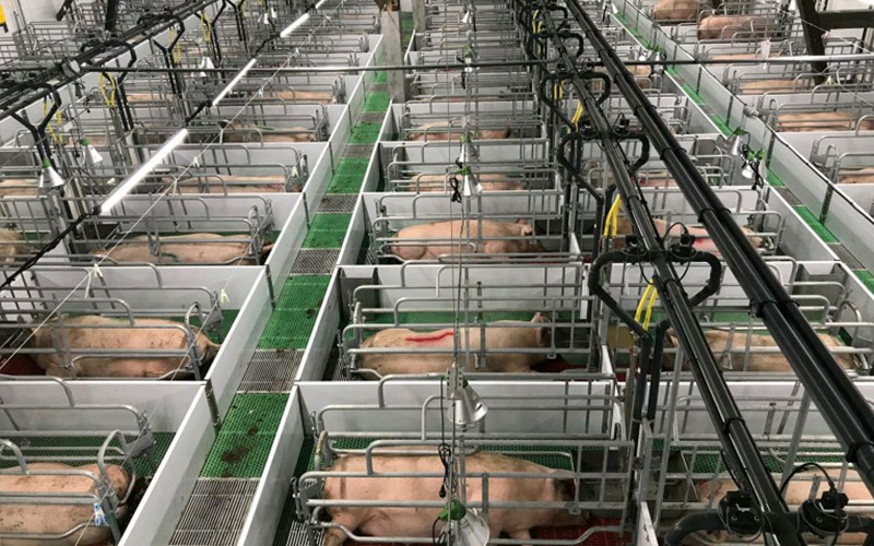 Nutriție precisă și management științific: abilitați creșterea eficientă a scroafelor în gestație — Debabrother ajută fermele de porci să îmbunătățească calitatea și eficiența