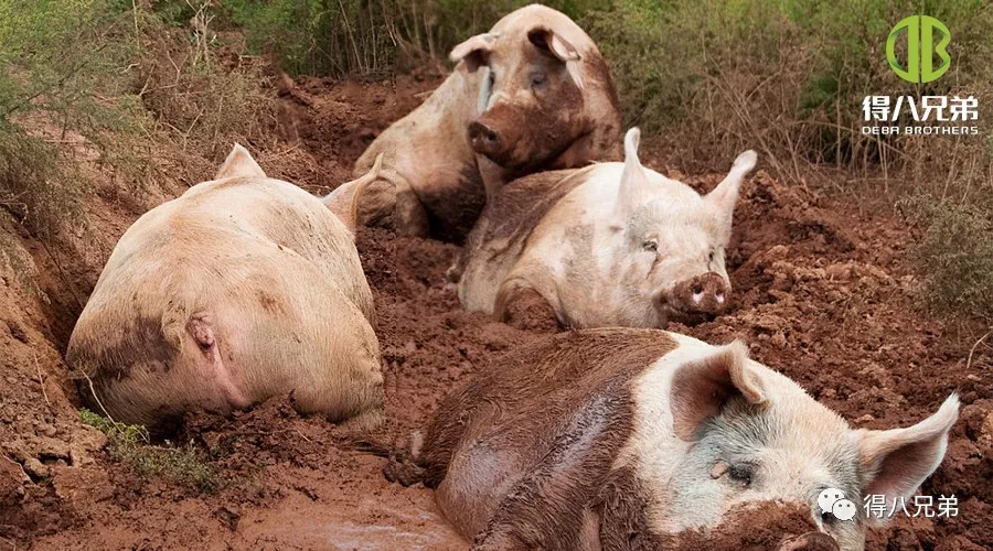 Efectele stresului termic asupra sănătății intestinale, sistemului imunitar și calității cărnii la porci