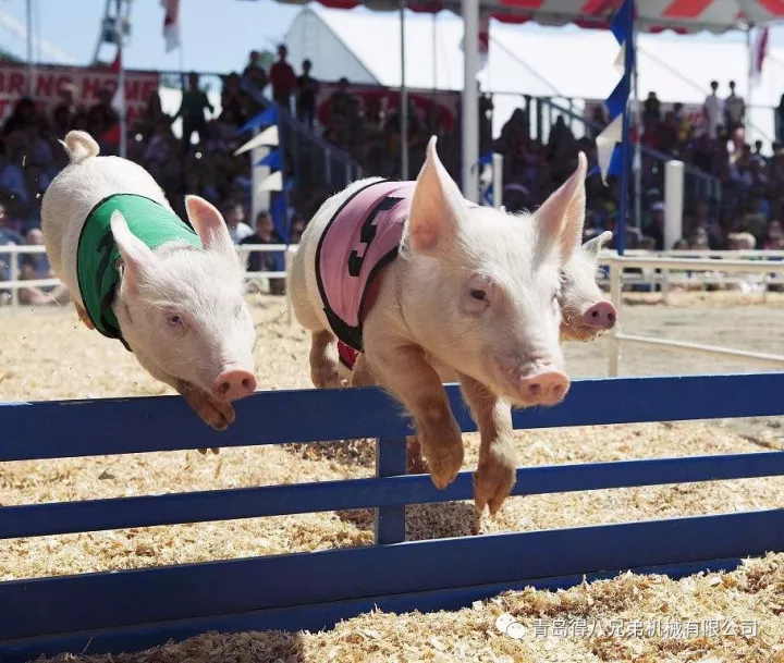 Cum fermele de porci scurtează durata fătării scroafelor pentru o livrare eficientă a purceilor