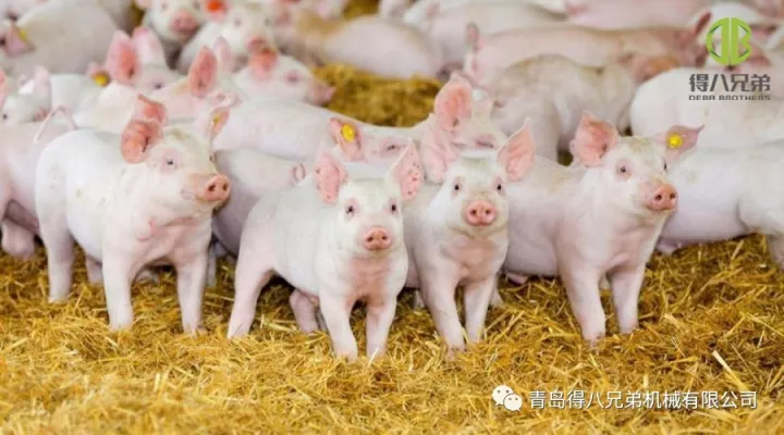 Îmbunătățirea bunăstării animalelor de fermă de porci – Ediția China
