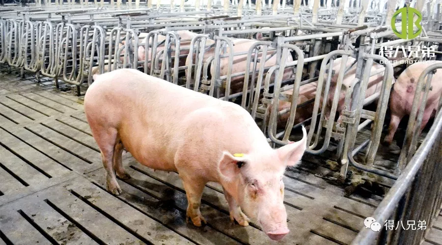 Efectele furajelor fermentate asupra scroafelor gestante