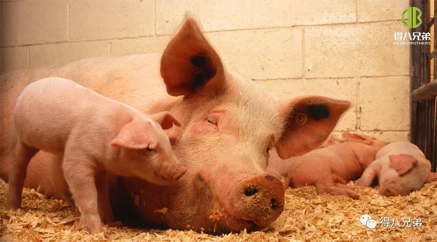 Impactul bunăstării animalelor asupra producției de porci