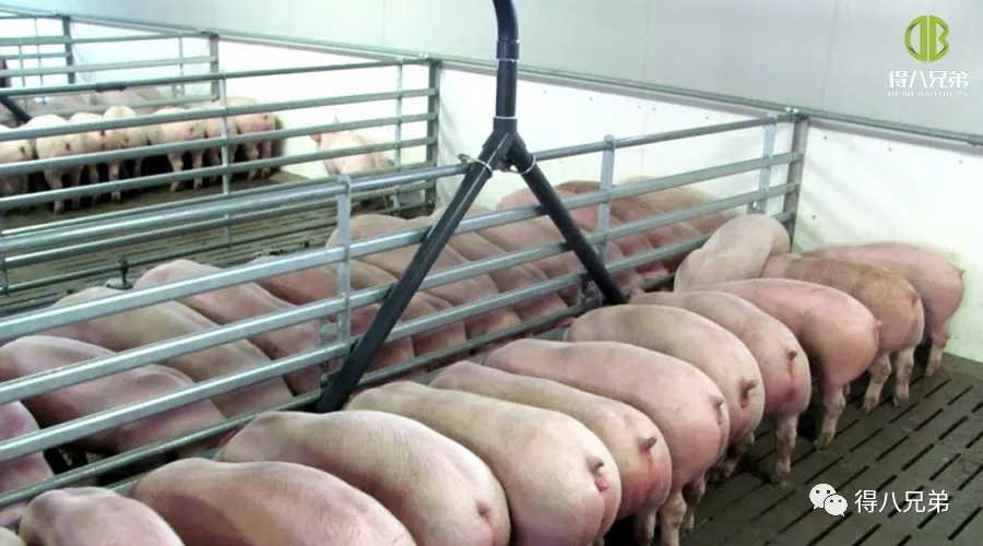 Starea cercetării furajelor fermentate în China