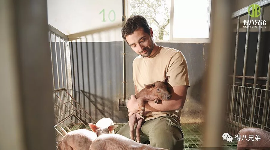 Strategii pentru îmbunătățirea și îmbunătățirea bunăstării animalelor în fermele de porci