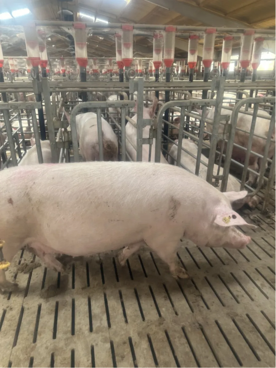 Debabrother efectuează o vizită de întoarcere a clientului în Spania