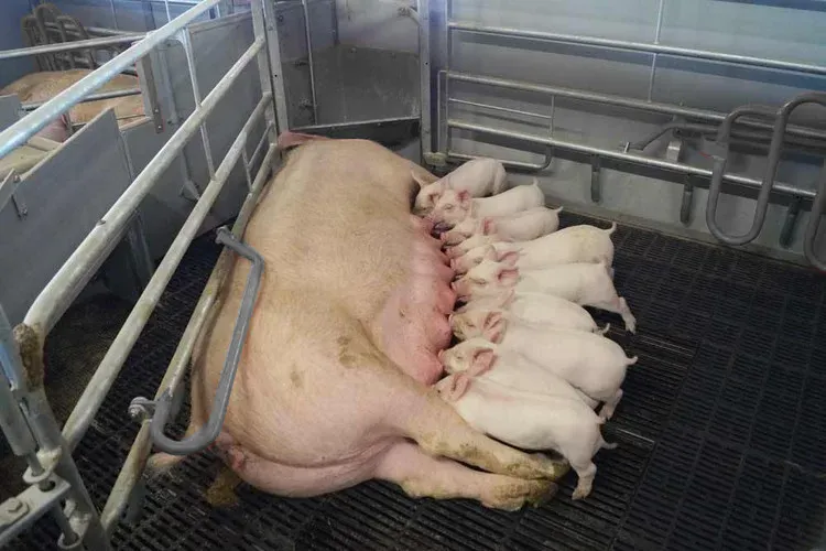 Recuperarea prețului global la porc întărește încrederea în investițiile în echipamentele agricole